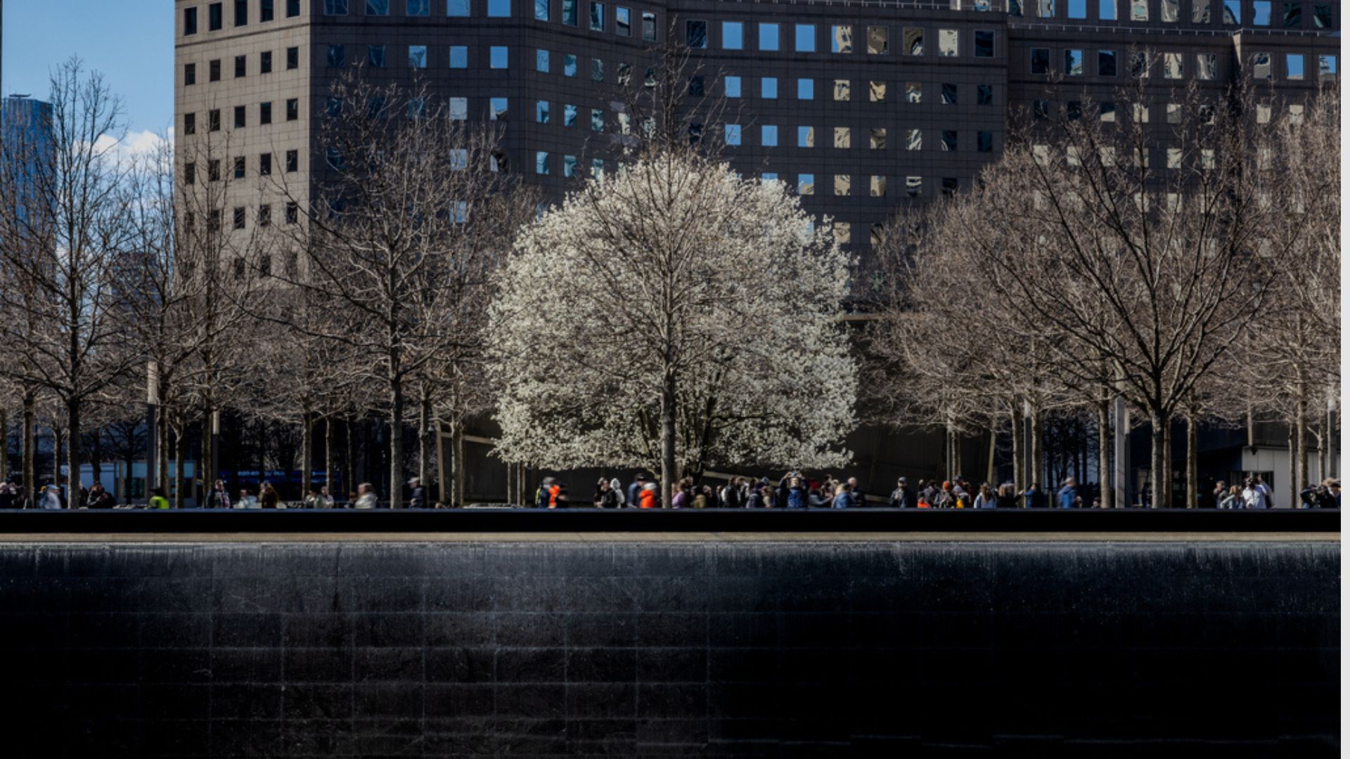 The Survivor Tree, budding in white, as seen from across the Memorial, with additional trees and buildings in the background.